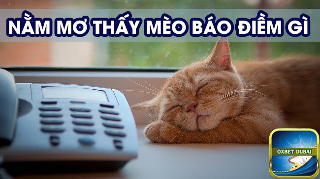 Mộng thấy mèo có phải điềm xấu?