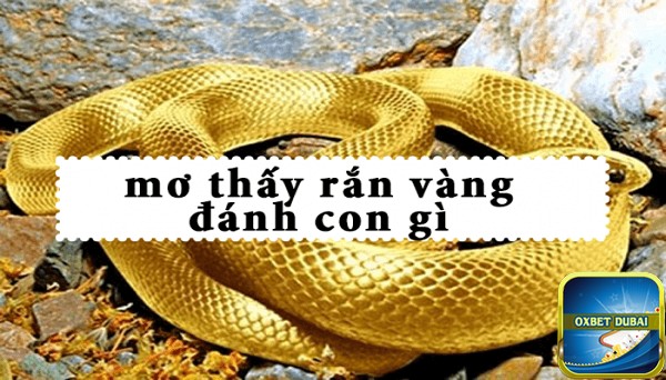 Nằm mơ thấy rắn vàng đánh con gì trúng lớn